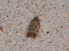 Neodactylota liguritrix