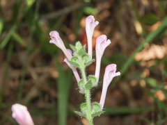Scutellaria columnae