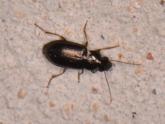 Selenophorus