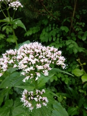 Valeriana pyrenaica