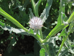 Centaurea eriophora