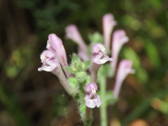 Scutellaria columnae