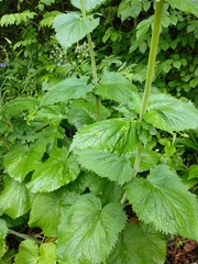 Valeriana pyrenaica