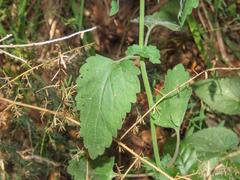 Scutellaria columnae