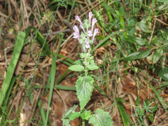 Scutellaria columnae
