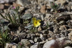Viola purpurea integrifolia