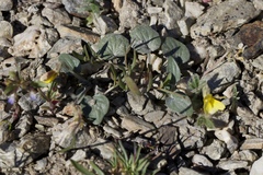 Viola purpurea integrifolia