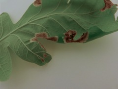 Japanagromyza viridula