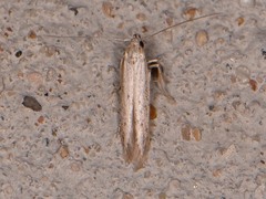 Haplochrois bipunctella