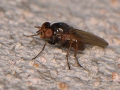 Pseudocalliope
