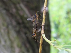 Ptychoptera contaminata