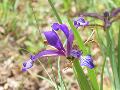 Iris sintenisii