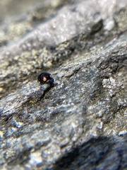 Hyperaspis bigeminata