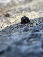 Hyperaspis bigeminata