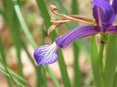 Iris sintenisii