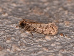 Amydria margoriella