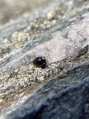 Hyperaspis bigeminata