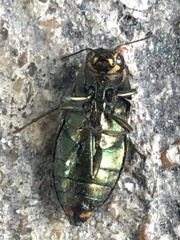 Buprestis maculipennis