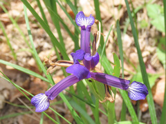 Iris sintenisii