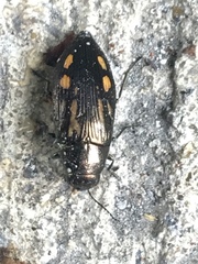 Buprestis maculipennis