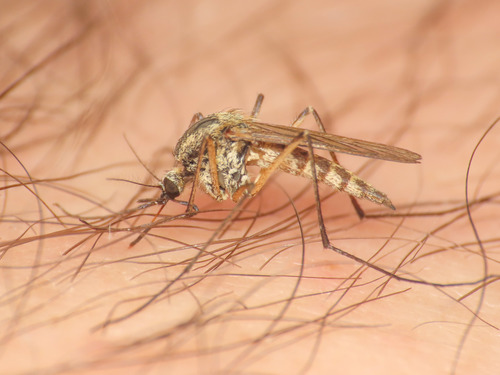 Moustique pointu rustique italien