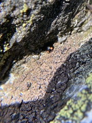 Hyperaspis bigeminata