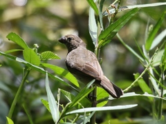 Sporophila americana