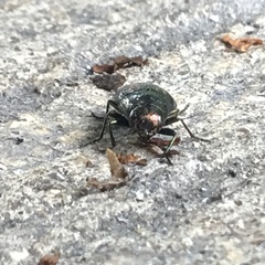 Buprestis maculipennis