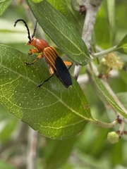 Elytroleptus divisus
