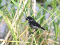 Sporophila americana
