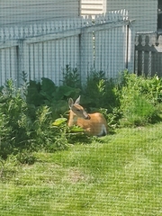 Odocoileus virginianus