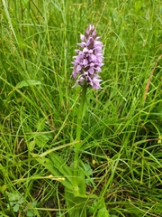 Dactylorhiza × grandis