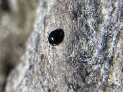 Hyperaspis bigeminata