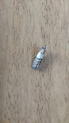 Plodia interpunctella