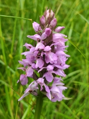 Dactylorhiza × grandis