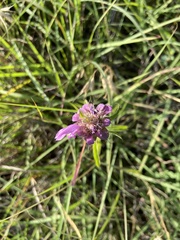 Monarda citriodora