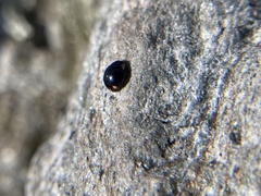 Hyperaspis bigeminata