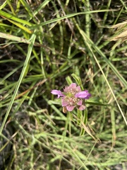 Monarda citriodora