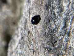 Hyperaspis bigeminata