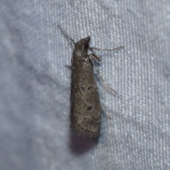 Cacotherapia unipuncta