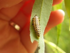 Chrysomela vigintipunctata