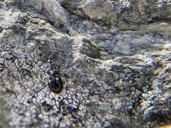 Hyperaspis bigeminata