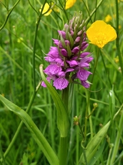 Dactylorhiza praetermissa