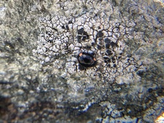 Hyperaspis bigeminata