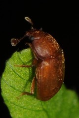 Epuraea aestiva