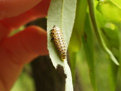 Chrysomela vigintipunctata