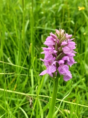 Dactylorhiza praetermissa