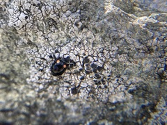 Hyperaspis bigeminata