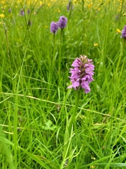 Dactylorhiza praetermissa