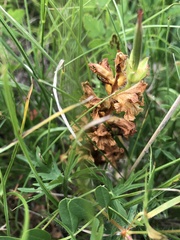 Orobanche lutea